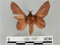 鋸緣枯葉蛾藏品圖，第2張