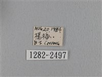 鋸緣枯葉蛾藏品圖，第3張