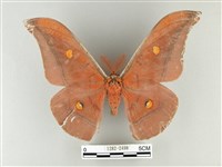 紅目天蠶蛾藏品圖，第1張