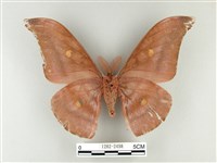 紅目天蠶蛾藏品圖，第2張