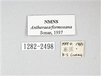 紅目天蠶蛾藏品圖，第3張