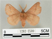 褐斜帶枯葉蛾藏品圖，第2張