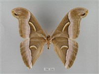 眉紋天蠶蛾藏品圖，第2張
