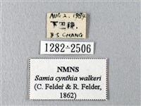 眉紋天蠶蛾藏品圖，第3張