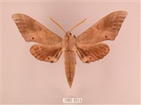 栗六點天蛾藏品圖，第1張