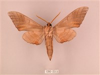 栗六點天蛾藏品圖，第2張