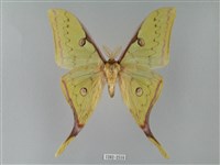 臺灣長尾水青蛾藏品圖，第1張