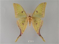 臺灣長尾水青蛾藏品圖，第2張