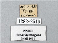 臺灣長尾水青蛾藏品圖，第3張