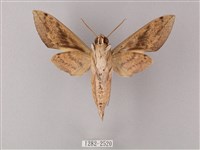 間斷斜紋天蛾藏品圖，第2張