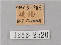 間斷斜紋天蛾藏品圖，第3張