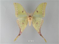 臺灣長尾水青蛾藏品圖，第2張