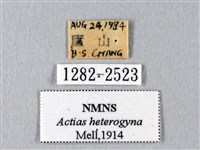 臺灣長尾水青蛾藏品圖，第3張