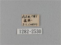 鋸緣枯葉蛾藏品圖，第3張