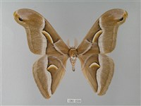 眉紋天蠶蛾藏品圖，第1張