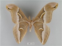 眉紋天蠶蛾藏品圖，第2張