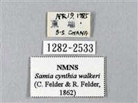 眉紋天蠶蛾藏品圖，第3張