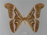 眉紋天蠶蛾藏品圖，第1張