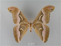 眉紋天蠶蛾藏品圖，第2張