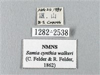 眉紋天蠶蛾藏品圖，第3張