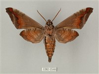 全緣缺角天蛾藏品圖，第2張