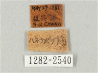 全緣缺角天蛾藏品圖，第3張