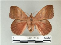 埔里雙線枯葉蛾藏品圖，第1張