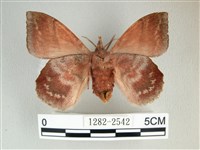 埔里雙線枯葉蛾藏品圖，第2張