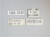 埔里雙線枯葉蛾藏品圖，第3張