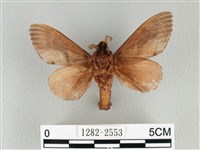 大褐斑枯葉蛾藏品圖，第2張