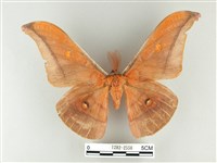 紅目天蠶蛾藏品圖，第1張