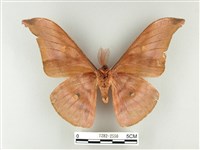 紅目天蠶蛾藏品圖，第2張