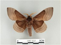 松大毛蟲藏品圖，第2張