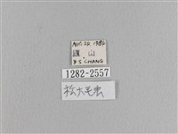 松大毛蟲藏品圖，第3張