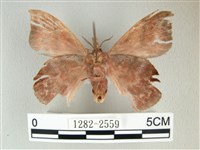 埔里雙線枯葉蛾藏品圖，第2張