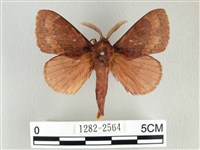 鋸紋枯葉蛾藏品圖，第1張