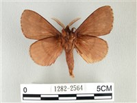 鋸紋枯葉蛾藏品圖，第2張