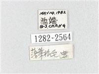 鋸紋枯葉蛾藏品圖，第3張