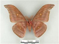 紅目天蠶蛾藏品圖，第2張