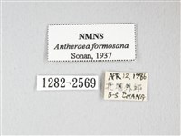 紅目天蠶蛾藏品圖，第3張