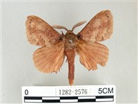 鋸紋枯葉蛾藏品圖，第1張