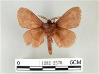 鋸紋枯葉蛾藏品圖，第2張