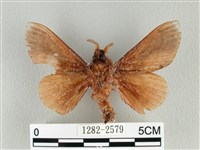 大褐斑枯葉蛾藏品圖，第2張