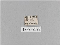 大褐斑枯葉蛾藏品圖，第3張