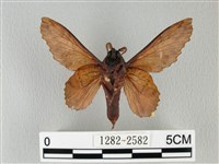 鋸緣枯葉蛾藏品圖，第2張