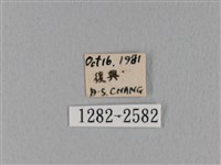 鋸緣枯葉蛾藏品圖，第3張