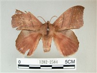 埔里雙線枯葉蛾藏品圖，第1張