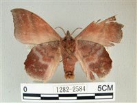 埔里雙線枯葉蛾藏品圖，第2張