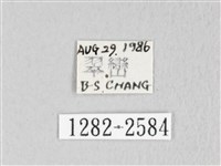 埔里雙線枯葉蛾藏品圖，第3張