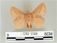 褐斜帶枯葉蛾藏品圖，第1張